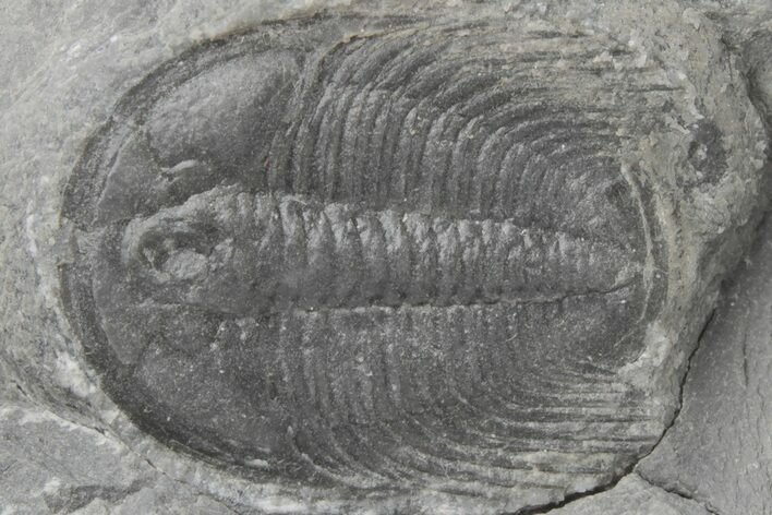 Upper Cambrain Trilobite (Labiostria) - British Columbia #212620